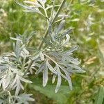 Artemisia absinthiumHostoa