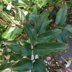 Jasminum officinale برگ