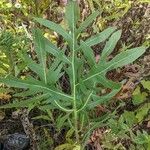 Silphium laciniatum Leaf