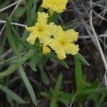 Lithospermum incisum Flower