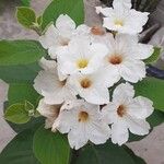 Cordia boissieri Blomst