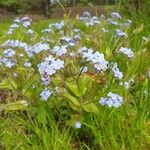 Myosotis sylvatica 花