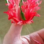 Hibiscus schizopetalus Casca