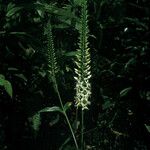 Coutoubea spicata Fiore
