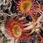 Drosera rotundifoliaপাতা