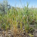 Festuca octoflora অভ্যাস