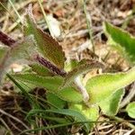 Campanula glomerata Leaf