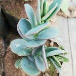 Kalanchoe marnieriana Leaf