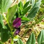 Vicia narbonensis Folla