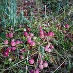 Vaccinium oxycoccos Fruchs