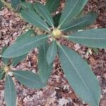 Rhododendron maximum Leaf