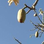 Ceiba speciosa Plod