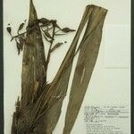 Pitcairnia rubiginosa