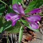 Polygala californica 花