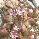 Androsace maxima Flower