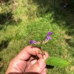 Prunella hastifolia Квітка