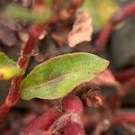 Persicaria mitis ഇല