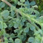 Ononis diffusa Leaf