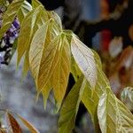 Wisteria floribunda ᱥᱟᱠᱟᱢ