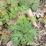 Dicentra canadensis Blatt