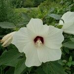 Hibiscus moscheutos Blomst