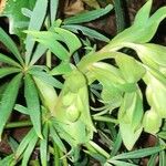Helleborus foetidus Hoja