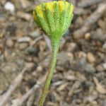 Chaenactis glabriuscula Flower