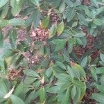 Osmanthus decorus Habitus