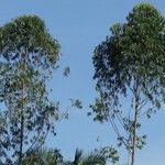 Eucalyptus pellita Leaf