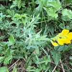 Lathyrus pratensis Habitus