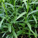 Leucanthemum maximum Feuille