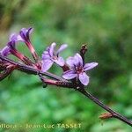 Plumbago europaea Flor