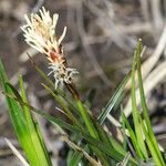 Carex ericetorum Habit