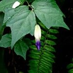 Thunbergia erecta 花