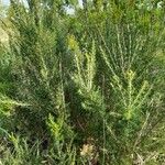 Erica arborea Deilen