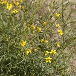 Coreocarpus arizonicus Flower