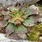 Ramonda myconi Leaf