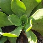 Aeonium nobile Leaf