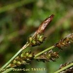 Carex umbrosa Квітка
