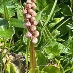 Pyrola minor Λουλούδι