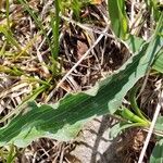 Takhtajaniantha austriaca Leaf