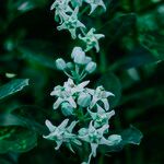 Calotropis gigantea Flor