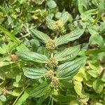 Euphorbia hirta 葉