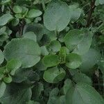 Nasturtium officinale Leaf