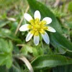 Ranunculus hederaceus Çiçek