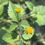 Bidens pilosaLorea