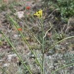 Sisymbrium orientale Flower