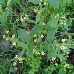 Galinsoga parviflora Blatt