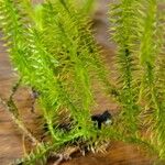 Lycopodium annotinumList