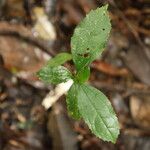 Celtis prantlii Hoja